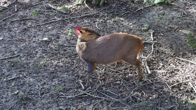 Young Muntjac Standing in Wood Cleaning