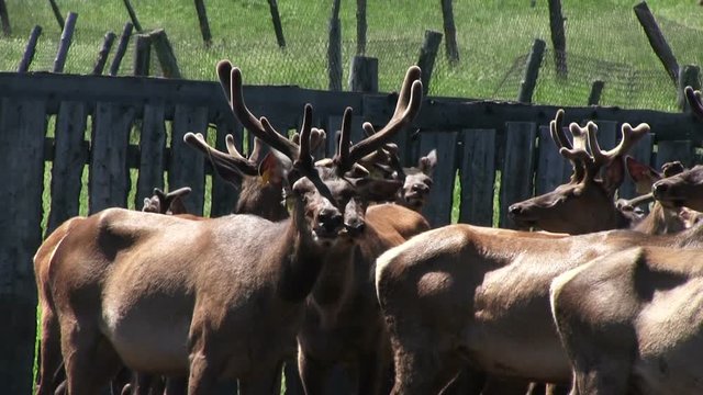 Deer farm. A herd of marals in the pen. 