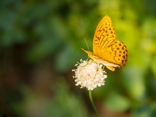 A beautiful yellow butterfly sits on a white flower among the leaves in the garden