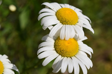 Fototapeta premium Daisies