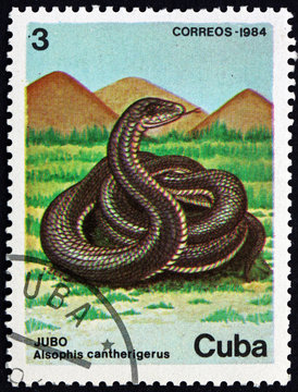 Postage stamp Cuba 1984 alsophis cantherigerus, snake