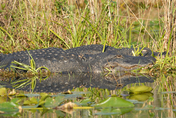 American alligator