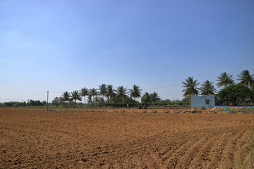 Fototapeta na wymiar バンガロール畑の風景