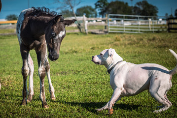 Appaloosa Filly and Dog