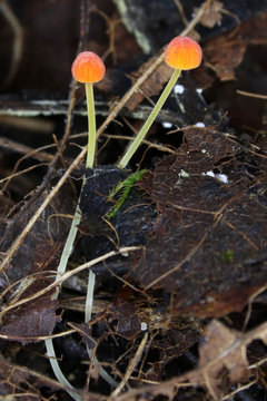 Tiny Mycena acicula Mushrooms