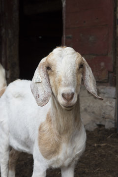 Goat in barnyard