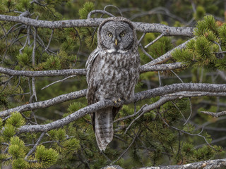 Gray Owl in pine tree.