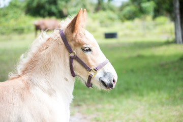 Fototapeta premium Belgian Foal