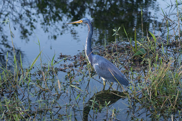 The tricolored heron (Egretta tricolor) waits for prey.  Florida, Everglades National Park, USA