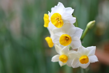Naklejka na ściany i meble Narcissus flower in Japan
