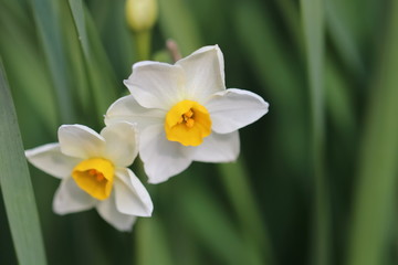 Naklejka na ściany i meble Narcissus flower in Japan