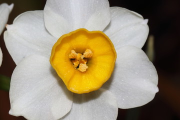 Fototapeta na wymiar Narcissus flower in Japan