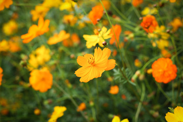 Obraz na płótnie Canvas Orange cosmos flowers