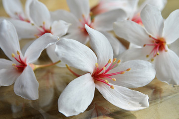 Tung tree flowers on the  table    