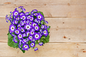Violet and white flowers over wooden background
