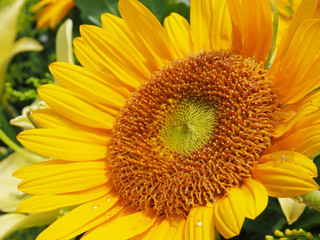 A closeup view of a sunflower. 