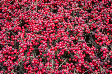 red winter berries