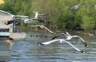 Seagulls flying at Bangpu recreation center in SamutPrakan Thailand. Seagulls were flying by the nature of the wetlands in the background.