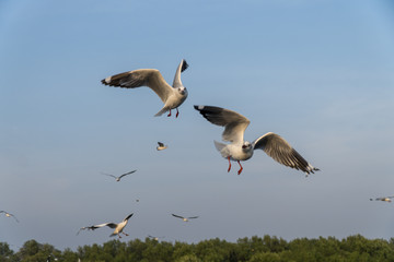 Seagulls flying at Bangpu recreation center in SamutPrakan Thailand. Seagulls were flying by the nature of the wetlands in the background.