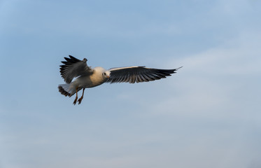 Seagulls flying at Bangpu recreation center in SamutPrakan Thailand. Seagulls were flying  in blue sky background.
