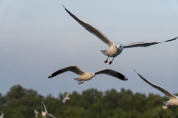 Seagulls flying at Bangpu recreation center in SamutPrakan Thailand. Seagulls were flying by the nature of the wetlands in the background.