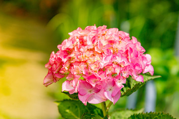 Blooming Pink Hydrangeas (Hydrangea macrophylla) in blurred garden background.