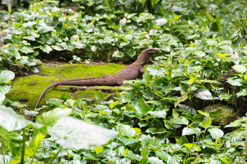 Monitor lizard in a forest while looking for food