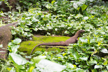 Monitor lizard in a forest while looking for food