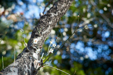 きらめく春・梅