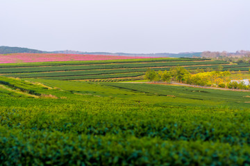 Tea plantation
