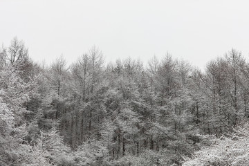 white trees