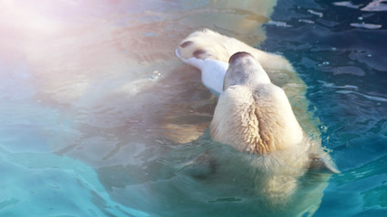 White Polar Bear Hunter on the Ice in water drops.