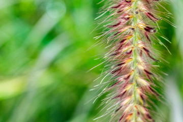 beautiful plants grass