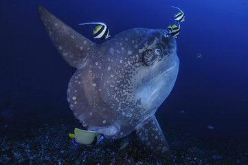 Mola Mola Sunfish at Cleaning Station in Bali