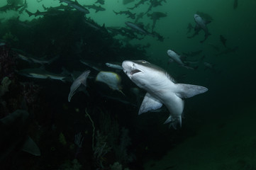 Close up of Banded Hound Shark in Blue Waters of Japan