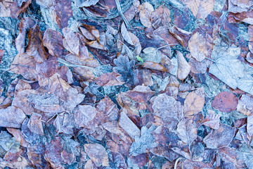 frosty fallen leaves