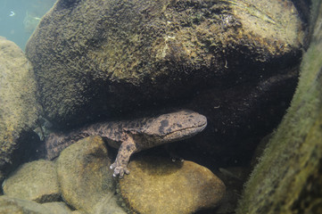 Japanese Giant Salamanders Dwelling in River of Japan