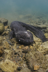 Japanese Giant Salamanders Dwelling in River of Japan
