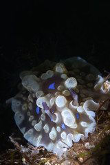 Nudibranch Lurking on Seabed of Japan