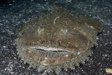 Monkfish with Large Mouth Lurking for Food on Sandy Bottom of Osezaki, Japan