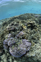 Naklejka na ściany i meble Beautiful Corals in Clear Waters of Okinawa, Japan