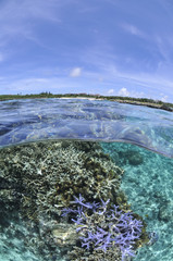 Beautiful Corals Clear Waters of Okinawa, Japan