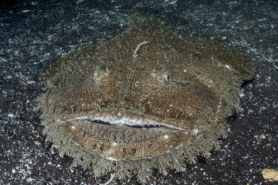 Monkfish with Large Mouth Lurking for Food on Sandy Bottom of Osezaki, Japan