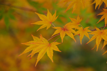 Colorful maple leaves (Momiji) during autumn in Kyoto Japan