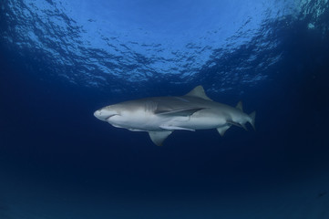 Lemon Shark Swimming through Open Blue Water in Bahamas