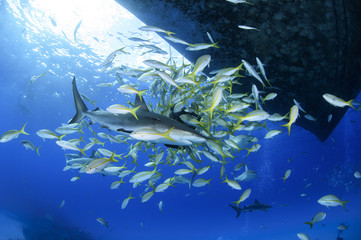Fototapeta na wymiar Caribbean Reef Shark and Aggregation of Fish around Bait Box Blue Waters of Bahamas