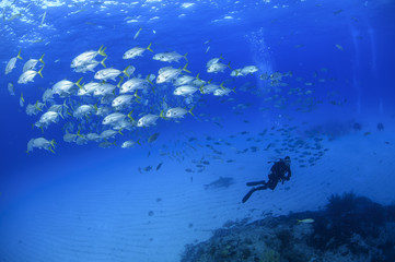 Fototapeta na wymiar Schools of Fish and Observing Diver in Bahamian Ocean