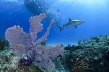 Fototapeta premium Shark Swimming Elegantly over Reef and Coral in Bahamas