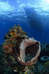 Beautiful and Colorful Reef and Coral Thriving in Clear Waters of Bahamas