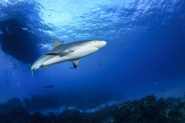 Obraz premium Caribbean Reef Shark Gliding through Open Waters of Bahamas